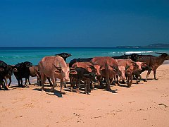 Carabao Herd, Nusa Tenggara, Indonesia